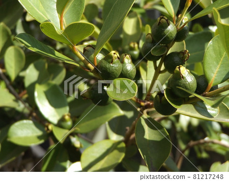 仍然是藍色的熱帶水果番石榴果 81217248