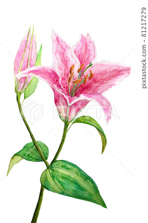 One big lily flower 81217279