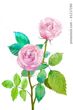 Beautiful pink rose 81217280