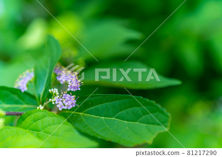 靜靜綻放的紫荊花 靜靜綻放的紫荊花 81217290