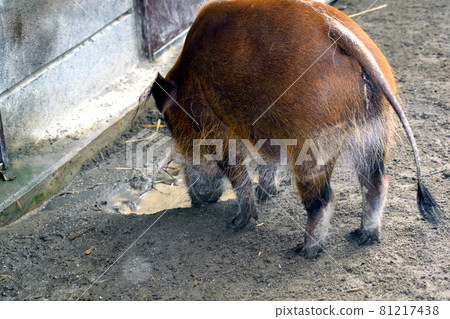 Akakawa野豬後視圖 81217438