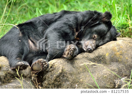 日本黑熊小睡 81217535