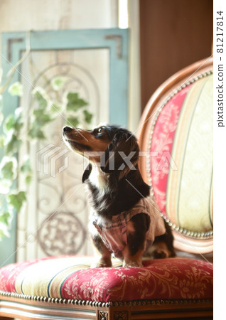 Portrait-style miniature dachshund 81217814