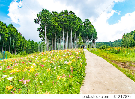 在櫪木縣日光市獵人山舉辦的百合博覽會風景 在櫪木縣日光市獵人山舉辦的百合博覽會風景 81217873