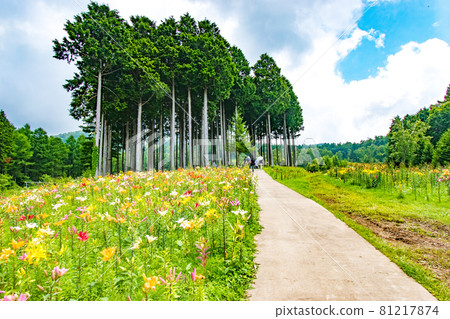 Scenery of the Lily Expo held at Hunter Mountain in Nikko City, Tochigi Prefecture Scenery of the Lily Expo held at Hunter Mountain in Nikko City, Tochigi Prefecture 81217874