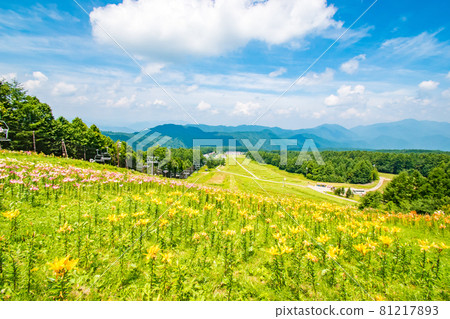 Scenery of the Lily Expo held at Hunter Mountain in Nikko City, Tochigi Prefecture Scenery of the Lily Expo held at Hunter Mountain in Nikko City, Tochigi Prefecture 81217893