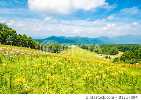 Scenery of the Lily Expo held at Hunter Mountain in Nikko City, Tochigi Prefecture 81217894