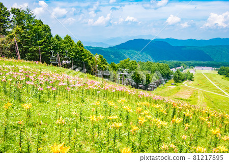 在櫪木縣日光市獵人山舉辦的百合博覽會風景 在櫪木縣日光市獵人山舉辦的百合博覽會風景 81217895