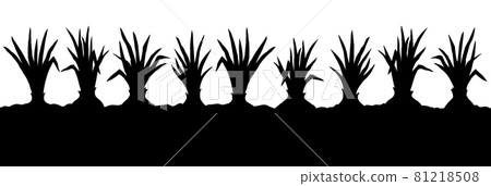 Onion. Vector drawing Onion. Vector drawing 81218508
