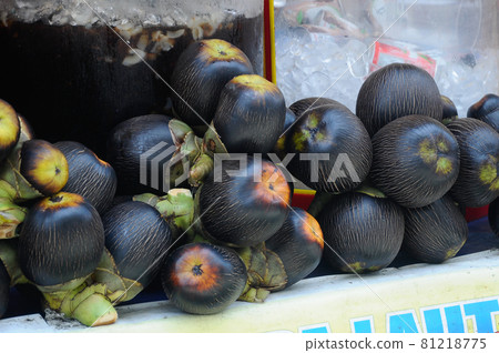 SERDANG, MALAYSIA -JULY 30, 2016: Sea coconut or Lodoicea Maldivica.  81218775