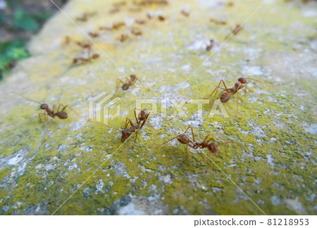 JOHOR, MALAYSIA - SEPTEMBER 11, 2016: Weaver ants or green ants, scientific name Oecoephylla Smaradgina living wild in the tropical bush. 81218953