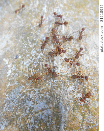 JOHOR, MALAYSIA - SEPTEMBER 11, 2016: Weaver ants or green ants, scientific name Oecoephylla Smaradgina living wild in the tropical bush. 81218955