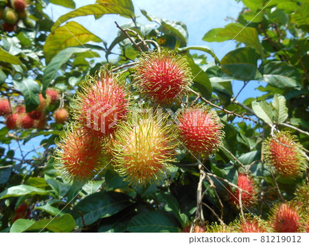 MERSING, MALAYSIA -SEPTEMBER 11, 2016: Rambutan fruit on the tree and being ripe. Ready to be picked and eaten. 81219012