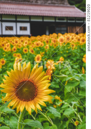 Sunflower and mansion 81219020