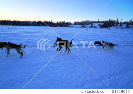 Dog sledding_Yellowknife 81219023