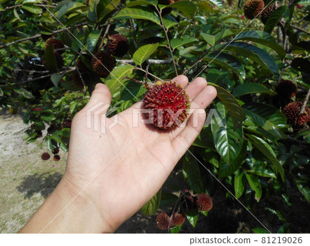 MERSING, MALAYSIA -JULY 09, 2015: The pulasan or scientific name Nephelium mutabile Blume is often called wild rambutan by the locals. Grows in the tropics and have a sweet fruit. MERSING, MALAYSIA -JULY 09, 2015: The pulasan or scientific name Nephelium mutabile Blume is often called wild rambutan by the locals. Grows in the tropics and have a sweet fruit. 81219026