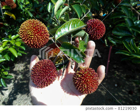 MERSING, MALAYSIA -JULY 09, 2015: The pulasan or scientific name Nephelium mutabile Blume is often called wild rambutan by the locals. Grows in the tropics and have a sweet fruit. MERSING, MALAYSIA -JULY 09, 2015: The pulasan or scientific name Nephelium mutabile Blume is often called wild rambutan by the locals. Grows in the tropics and have a sweet fruit. 81219030