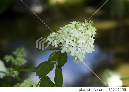 White flowers of Panicled hydrangea are in bloom in the hydrangea garden. The scientific name is Hydrangea paniculata. 81219466