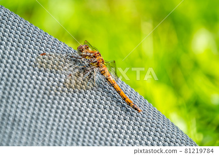 Close up of Common Darter dragonfly - sympetrum striolatum - in County Donegal - Ireland. 81219784