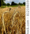 Spikelets with grain wheat, rye, oats, grain harvest, field with cereals, spikelets close-up, against the background of the field and the blue sky. 81219839