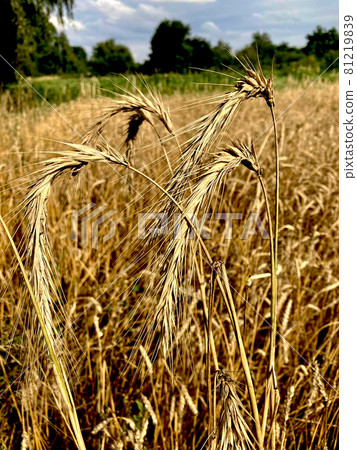 Spikelets with grain wheat, rye, oats, grain harvest, field with cereals, spikelets close-up, against the background of the field and the blue sky. 81219839