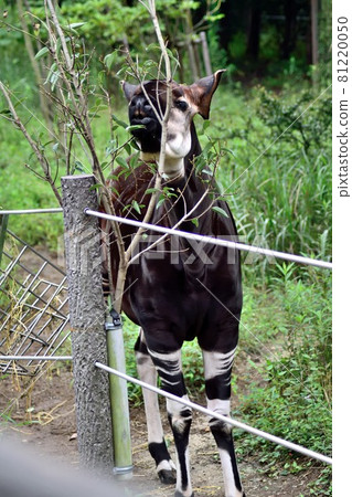 Okapi 81220050