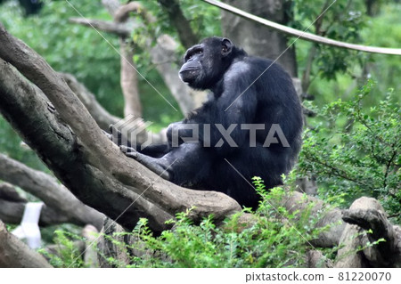 黑猩猩在樹 黑猩猩在樹 81220070