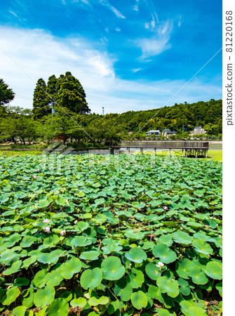 千葉縣東金市德川家康在建造東金宮時擴大池塘而建造的御殿池八角湖的景色。 千葉縣東金市德川家康在建造東金宮時擴大池塘而建造的御殿池八角湖的景色。 81220168