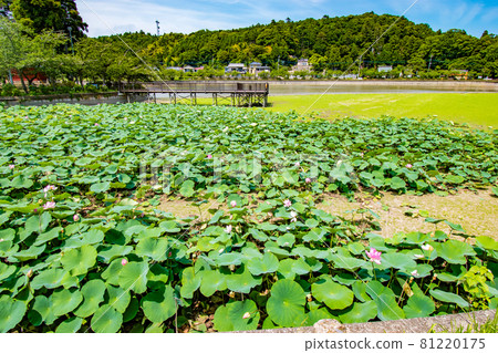 Scenery of Lake Hakkaku in Gotenike, which was built by Ieyasu Tokugawa in Togane City, Chiba Prefecture, by expanding the pond when building the Togane Palace. Scenery of Lake Hakkaku in Gotenike, which was built by Ieyasu Tokugawa in Togane City, Chiba Prefecture, by expanding the pond when building the Togane Palace. 81220175