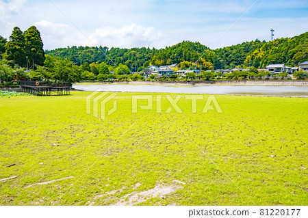 千葉縣東金市德川家康在建造東金宮時擴大池塘而建造的御殿池八角湖的景色。 千葉縣東金市德川家康在建造東金宮時擴大池塘而建造的御殿池八角湖的景色。 81220177