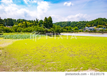 Scenery of Lake Hakkaku in Gotenike, which was built by Ieyasu Tokugawa in Togane City, Chiba Prefecture, by expanding the pond when building the Togane Palace. 81220178