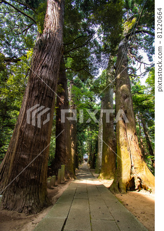 Scenery of the approach to Hiyoshi Shrine in Togane City, Chiba Prefecture 81220664