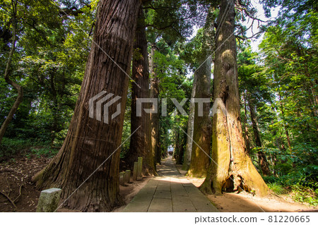 千葉縣東金市日吉神社參拜風景 千葉縣東金市日吉神社參拜風景 81220665