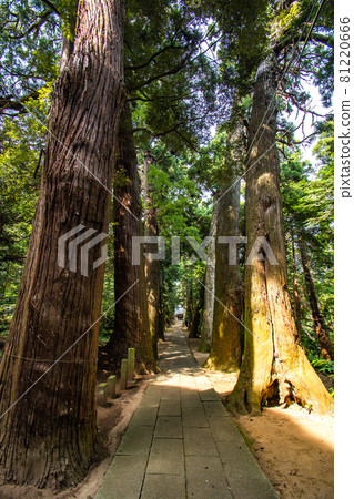 千葉縣東金市日吉神社參拜風景 81220666