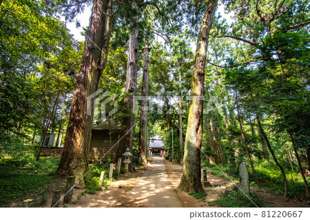 千葉縣東金市日吉神社參拜風景 千葉縣東金市日吉神社參拜風景 81220667