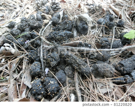 Common raccoon dog droppings (at Ogiyama, Otsuki City, Yamanashi Prefecture) 81220820