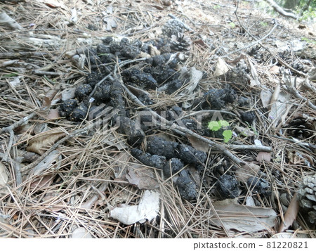 貉的常見糞便（山梨縣大月市荻山） 81220821