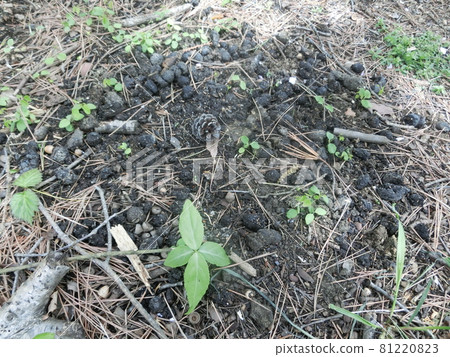 Common raccoon dog droppings (at Ogiyama, Otsuki City, Yamanashi Prefecture) Common raccoon dog droppings (at Ogiyama, Otsuki City, Yamanashi Prefecture) 81220823