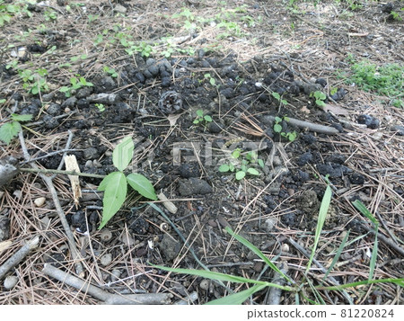 Common raccoon dog droppings (at Ogiyama, Otsuki City, Yamanashi Prefecture) 81220824