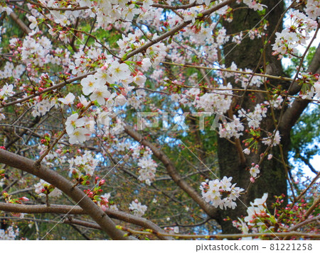 Tsurumai Park Sakura Tsurumai Park Sakura 81221258