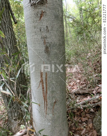 鹿兵器磨刀跡（山梨縣大月市荻山） 81221777