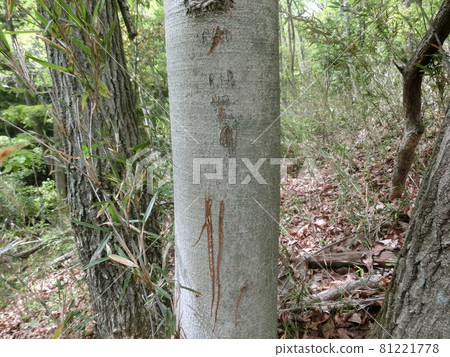 鹿兵器磨刀跡（山梨縣大月市荻山） 81221778