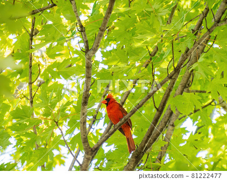 Close up shot of cute Northern cardinal on the tree 81222477