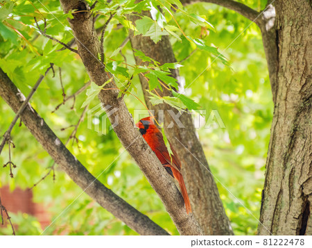 Close up shot of cute Northern cardinal on the tree 81222478