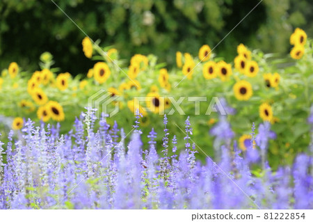 Umami Hill Park: Sunflowers in full bloom, summer flowers, and early blooming cluster amaryllis 81222854