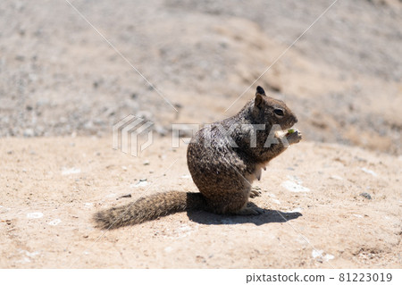 Fluffy squirrel rodent omnivorous animal eat sitting on ground, ground-squirrel Fluffy squirrel rodent omnivorous animal eat sitting on ground, ground-squirrel 81223019