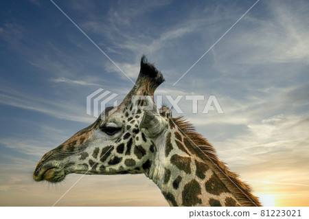 Giraffe head in profile against sunset sky 81223021
