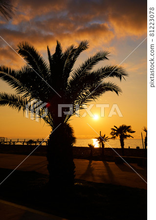 Evening sunset on the embankment of the resort town. A row of silhouettes of palm trees against the background of the burning sky Evening sunset on the embankment of the resort town. A row of silhouettes of palm trees against the background of the burning sky 81223078