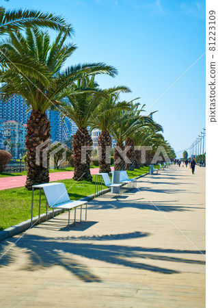 The modern resort town of Georgia Batumi. A neat line of palm trees on the embankment The modern resort town of Georgia Batumi. A neat line of palm trees on the embankment 81223109
