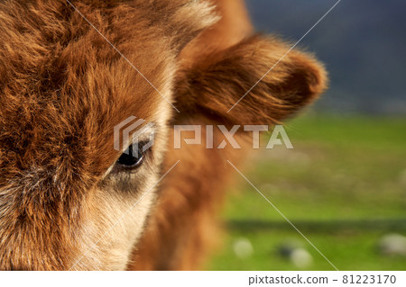 Close-up of a porter of a shaggy cow Close-up of a porter of a shaggy cow 81223170